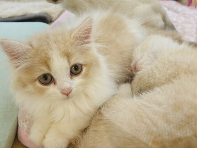 スコティッシュフォールド