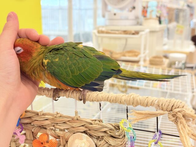 コガネメキシコインコ