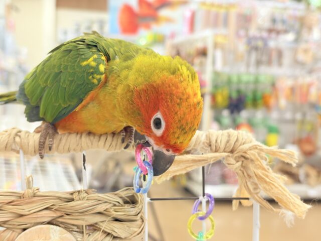 コガネメキシコインコ