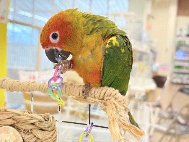 コガネメキシコインコ