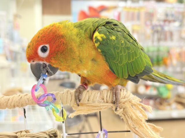 コガネメキシコインコ