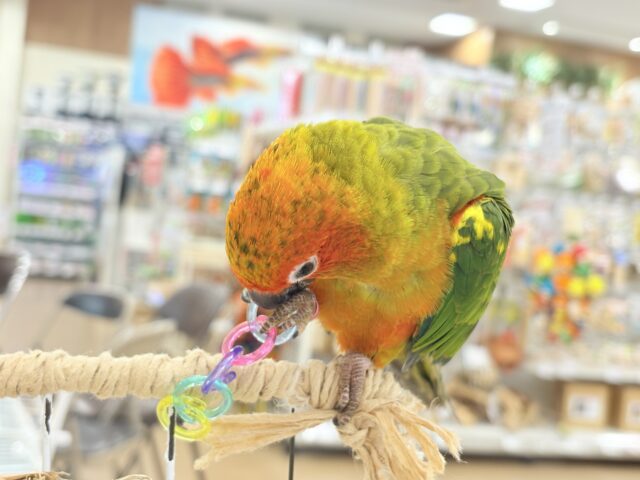 コガネメキシコインコ