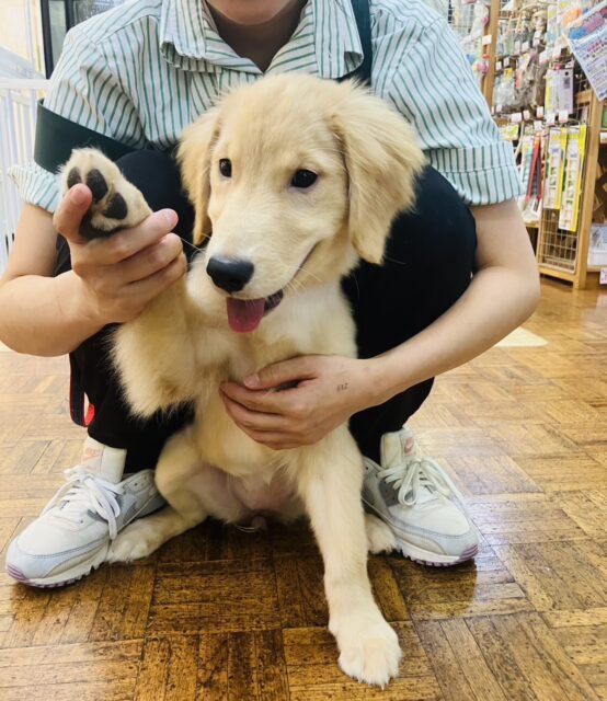 ゴールデンレトリバー