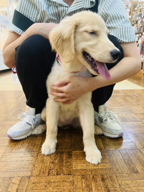 ゴールデンレトリバー