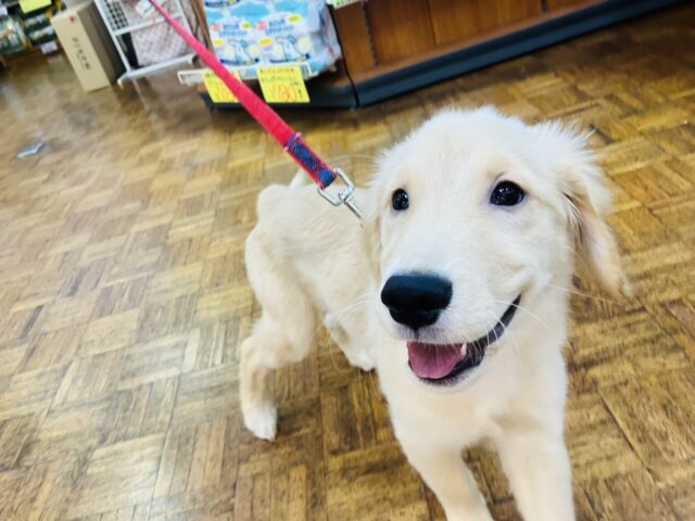 ゴールデンレトリバー