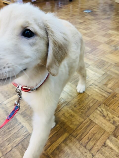 ゴールデンレトリバー