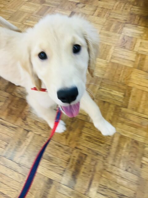 ゴールデンレトリバー