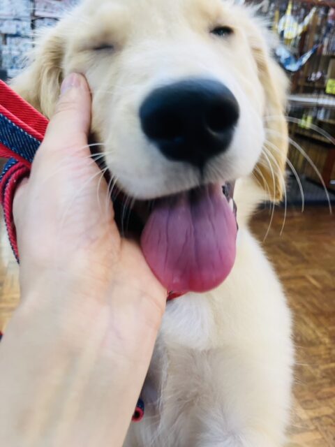 ゴールデンレトリバー