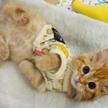 可愛いお顔で猛アタック♥ミヌエットくん！