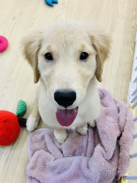 ゴールデンレトリバー