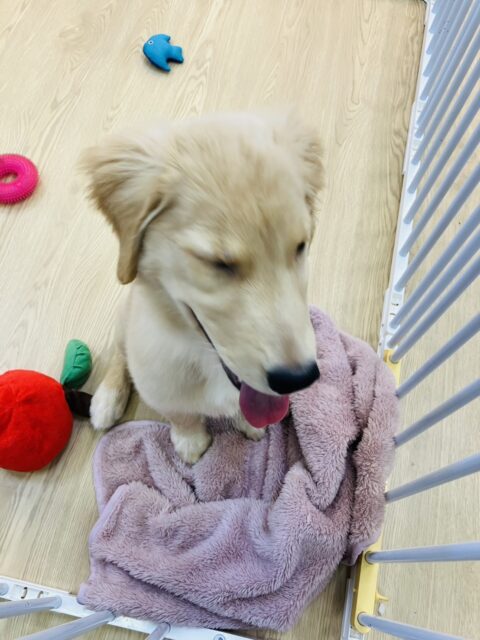 ゴールデンレトリバー