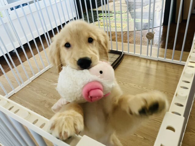 ゴールデンレトリバー