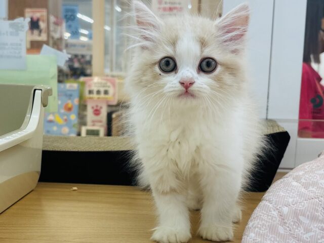 スコティッシュフォールド