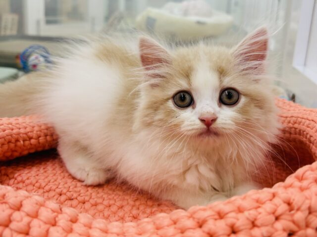 スコティッシュフォールド