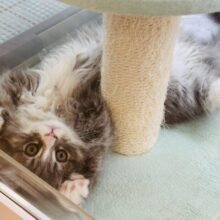 ピピーッ！可愛すぎ注意報！！ラガマフィンちゃん！