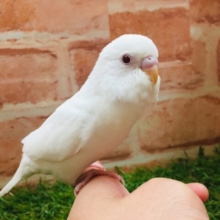 🌟🌟セキセイインコ（アルビノ）🌟🌟