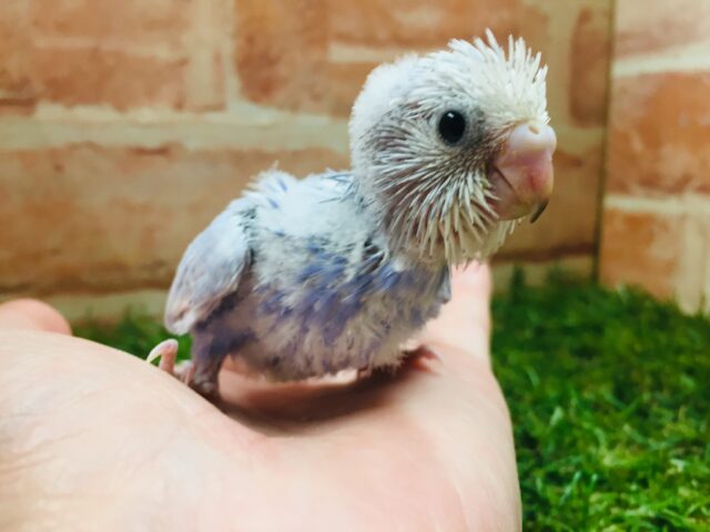 セキセイインコ