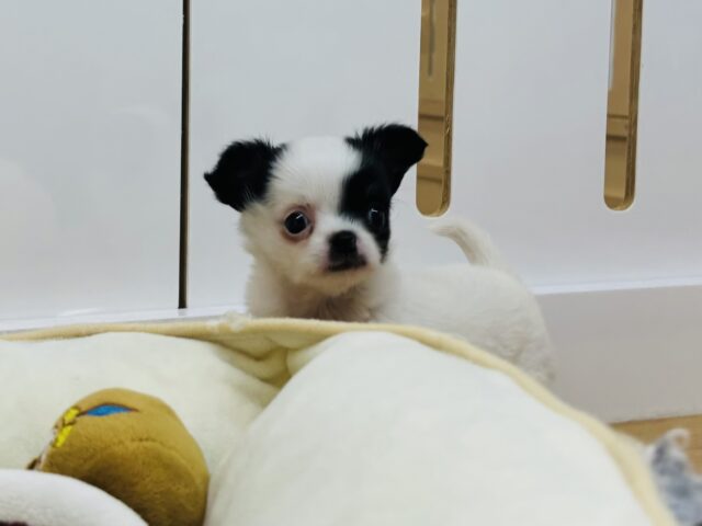 チワマル（マルチワ）