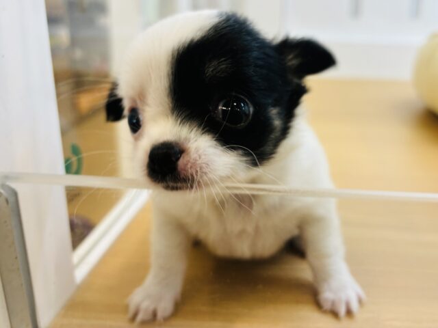 チワマル（マルチワ）