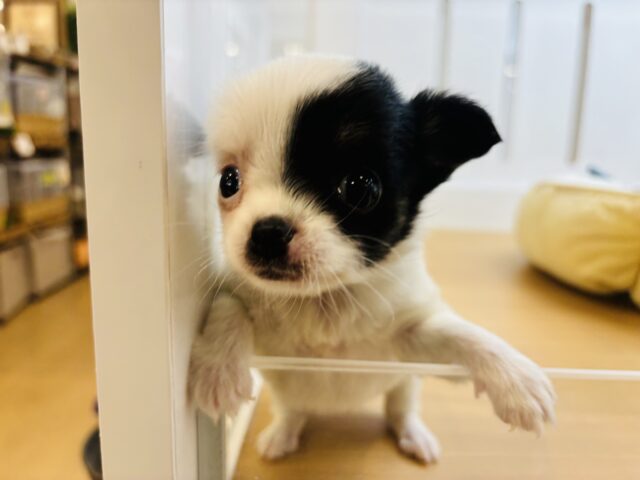 チワマル（マルチワ）