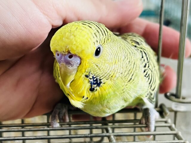 10/27更新☆天邪鬼でごめんね♡ムチムチボディー。ジャンボセキセイインコ