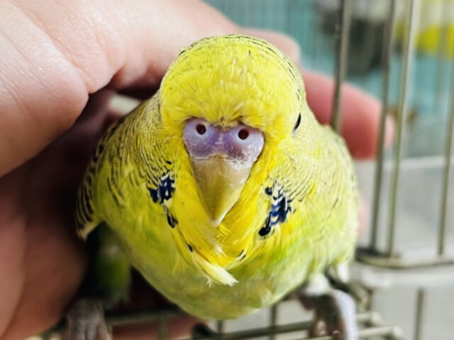 ジャンボセキセイインコ