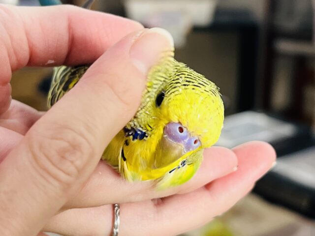 ジャンボセキセイインコ