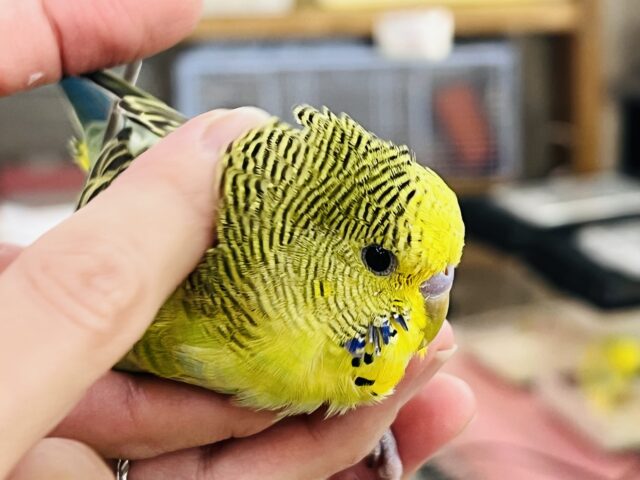ジャンボセキセイインコ