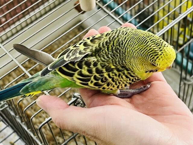 ジャンボセキセイインコ