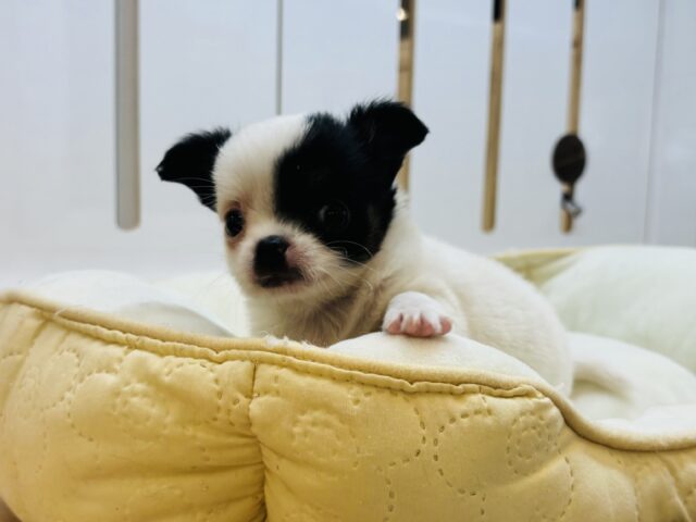 チワマル（マルチワ）