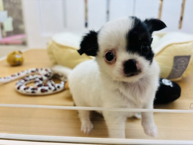 チワマル（マルチワ）