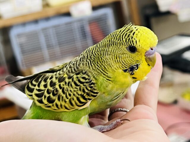 ジャンボセキセイインコ