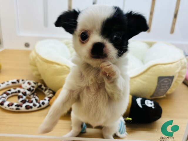 チワマル（マルチワ）