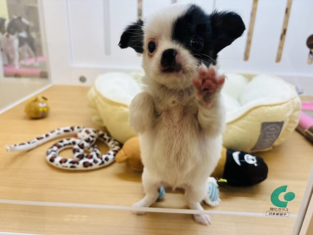 ムチムチベイビー♡ミックス犬ちゃん(チワワ×マルチーズ) チワマル(マルチワ)