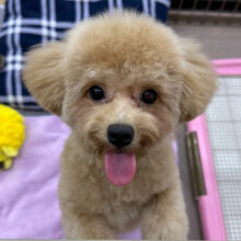 メロメロ注意❣️人が大好きなんだぞぉ💗ハーフ犬(トイプー✖️マルチーズ)の女のコです🌟