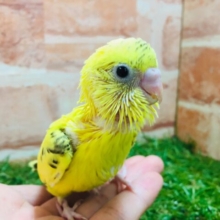 黄色×黒模様💛💛💛　セキセイインコ（ハルクイン）