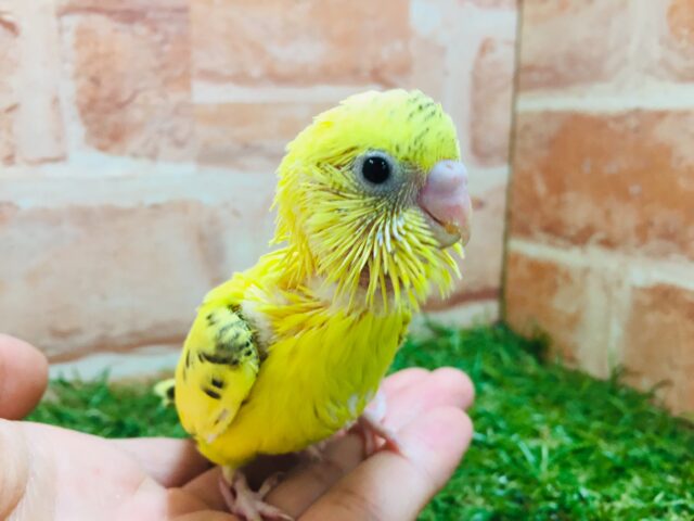 黄色×黒模様💛💛💛　セキセイインコ（ハルクイン）