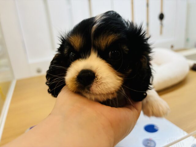 キャバリア・キングチャールズ・スパニエル