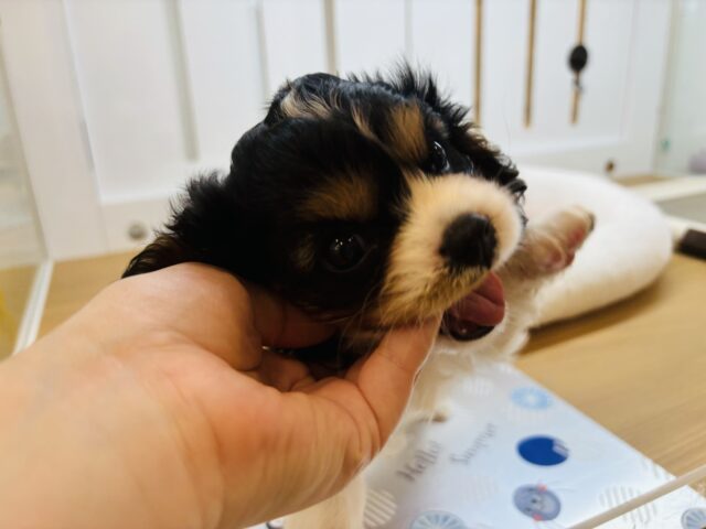 キャバリア・キングチャールズ・スパニエル