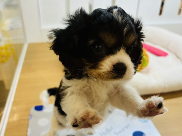 キャバリア・キングチャールズ・スパニエル