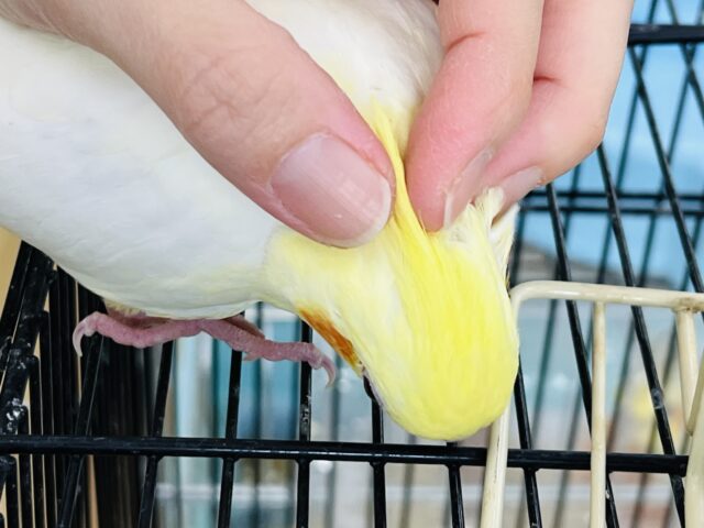 オカメインコ