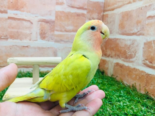 💛💛💛コザクラインコ（シナモン）💛💛💛