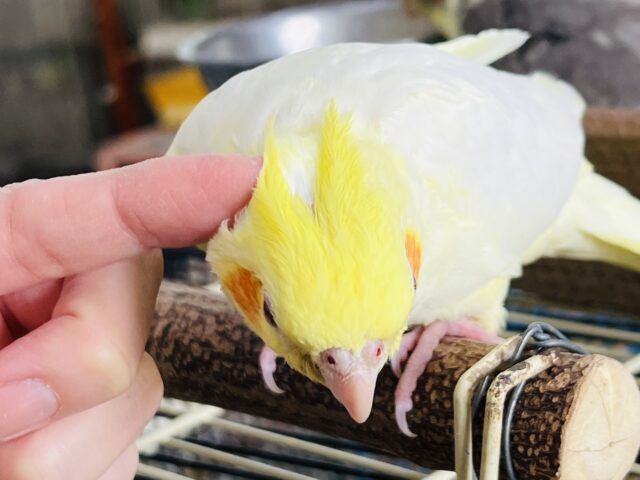 オカメインコ