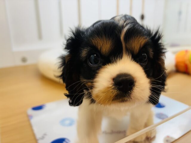 キャバリア・キングチャールズ・スパニエル