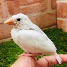 🌟🌟大人気！！　白文鳥🌟🌟