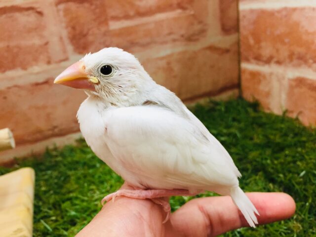 🌟🌟大人気！！　白文鳥🌟🌟