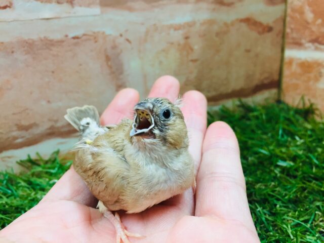 錦花鳥（キンカチョウ）