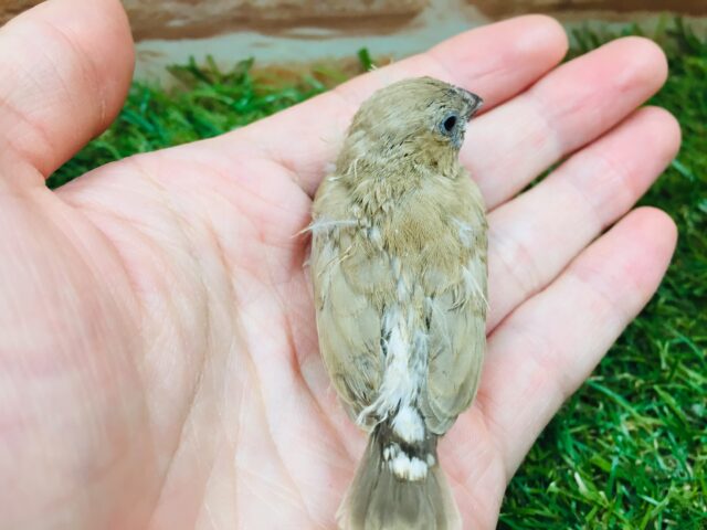 錦花鳥（キンカチョウ）