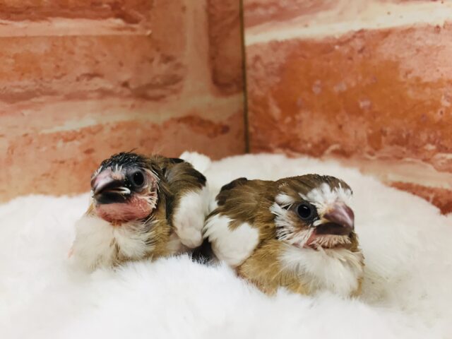 十姉妹（ジュウシマツ）