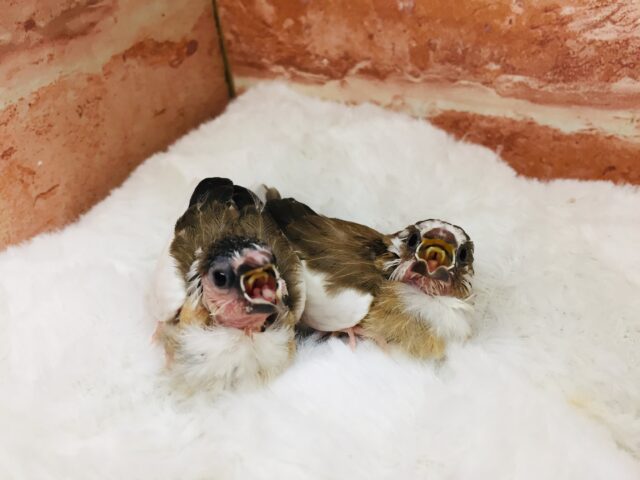 十姉妹（ジュウシマツ）